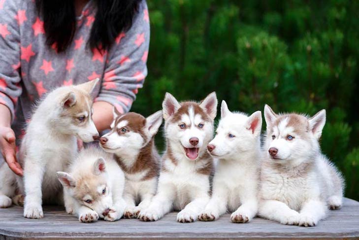 Pomeranian Puppies: Grooming and Care
